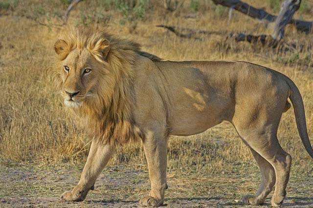 非洲十大最强的猛兽，非洲狮稳坐第一宝座