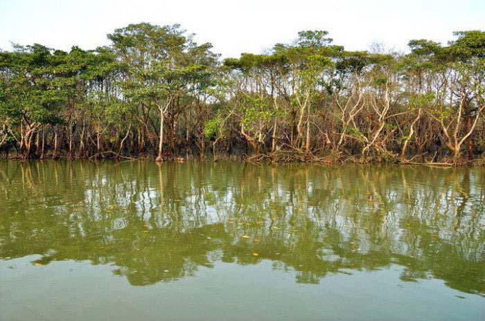中国十大最美红树林，东寨港国家级自然保护区排榜首