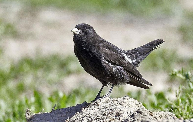 地球上最美的十种黑色的鸟类：八哥第三，乌鸦第一