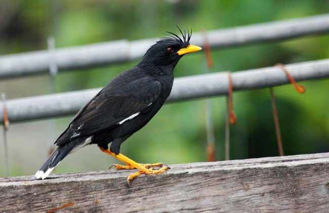 地球上最美的十种黑色的鸟类：八哥第三，乌鸦第一