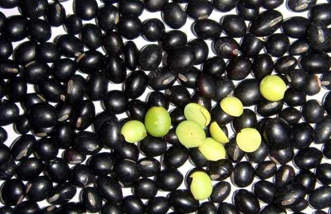 我国黑豆十大产地排行榜，中国品质最好的黑豆产地