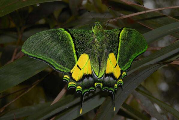 盘点世界上最稀有的10种蝴蝶，金斑喙凤蝶位居榜首