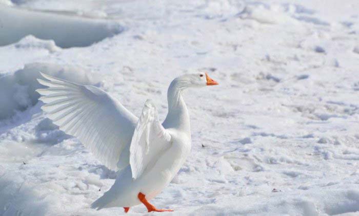 盘点著名的10种白色的鸟类，白凤头鹦鹉夺得冠军