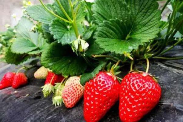 中国最好的草莓产地是哪里？国内优质草莓十大产地