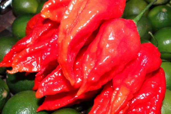 我国优质辣椒十大产地：鸡泽辣椒上榜，有你的家乡吗？