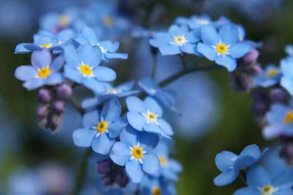 开蓝色花的花卉有哪些？世界上最美蓝色的花