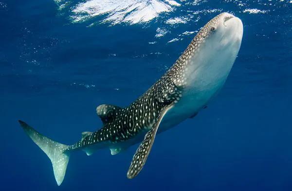 世界上现存最大的鱼TOP10：大白鲨仅第四，鲸鲨夺得冠军