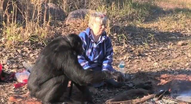 世界上最聪明的大猩猩, 坚持做饭已经20年, 而且手法相当熟练!