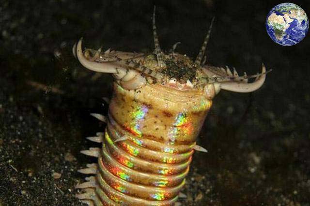 世界上最恐怖的海底虫子，博比特虫体长达3米