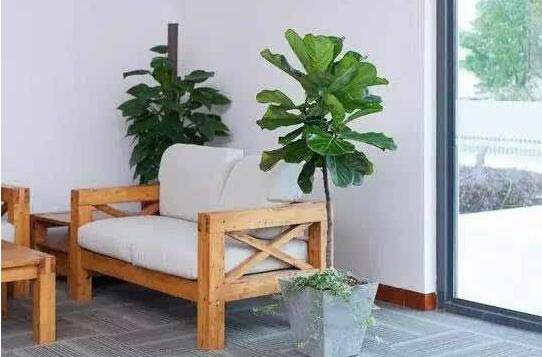 家里客厅放什么绿植好？盘点10种适合放客厅的大盆绿植