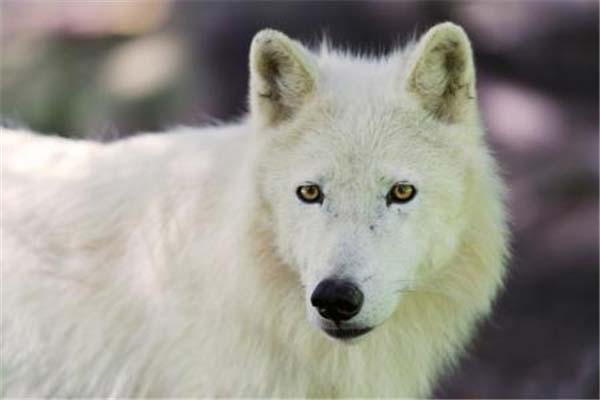 狼族战斗力排行榜前十：墨西哥狼第一，极地狼第二