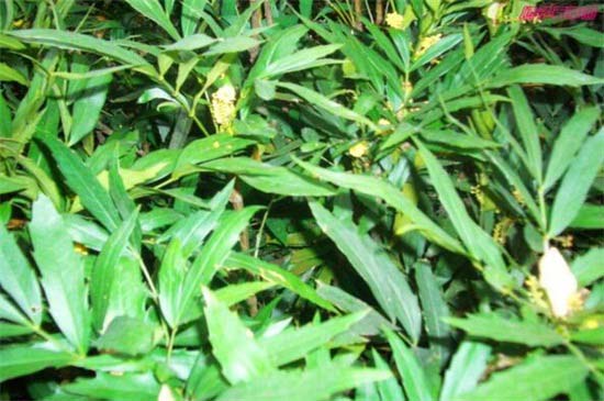 南天竹什么品种是最好的？盘点常见八大南天竹品种
