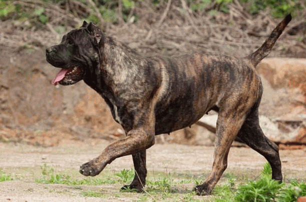 全球十大被禁养狗狗排行榜：中国藏獒排第七，菜叶说说，比特犬居榜首