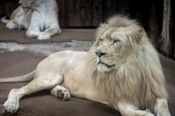 世界十大最贵的宠物品种：白狮上榜，纯血马居魁首