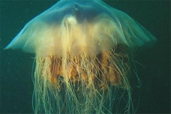 世界十大剧毒水母 澳洲方水母无疑上榜，你认识哪几个