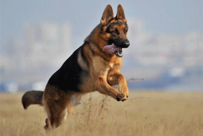 全球十大人气犬种排行榜：金毛第二，拉布拉多位列第一