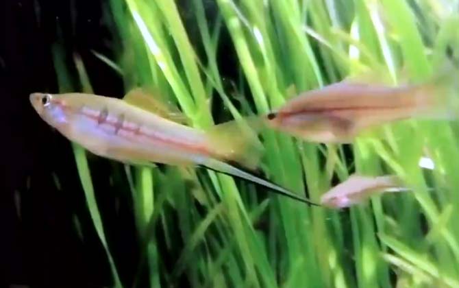 劍尾魚