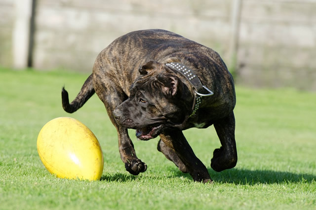 世界十大禁养猛犬排行榜：美国斗牛犬上榜，比特犬排第一位