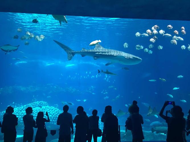 世界上最大的水族馆，长隆海洋王国占地面积132公顷