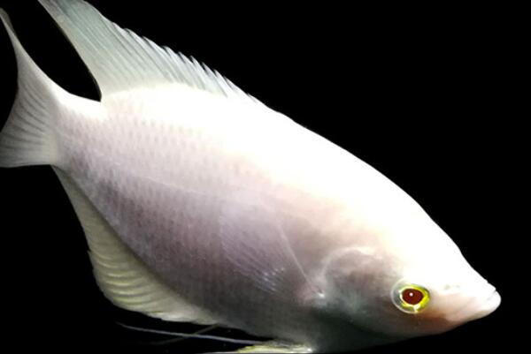 世界十大好养的大型观赏鱼：银龙鱼居第六，地图鱼排第一