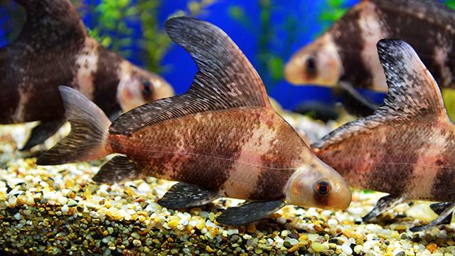 裸缸十大首选冷水鱼：金鱼排第一，中国斗鱼排第二