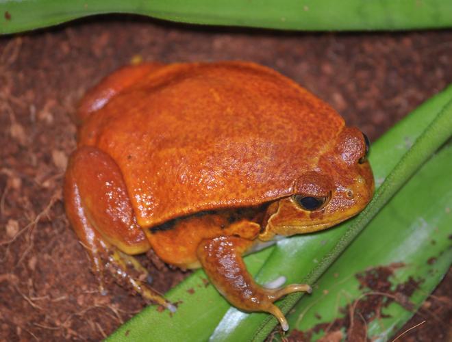 世界十大宠物蛙，红眼树蛙观赏性极高