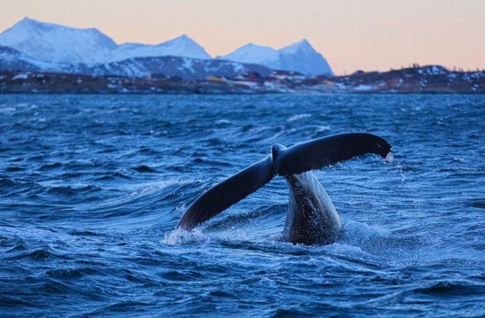 世界十大观鲸地，冰川湾国家公园居第一位