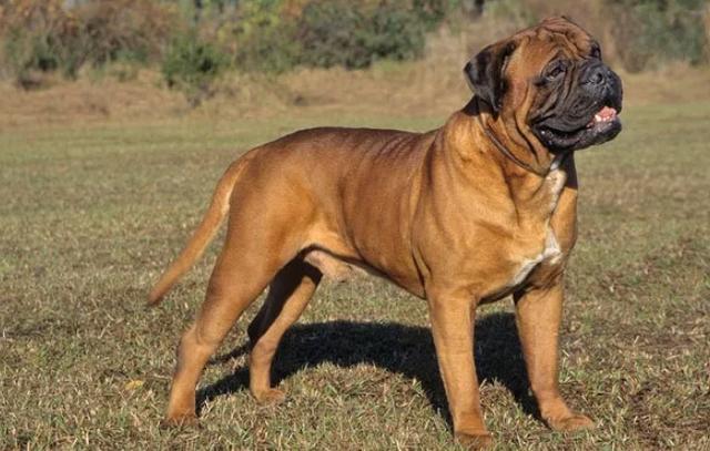 世界上最难训练的十大狗品种，达尔马提犬雄踞榜首