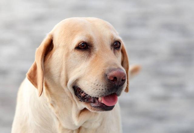 世界10大对主人最忠诚的狗：杜宾犬上榜，秋田犬居榜首