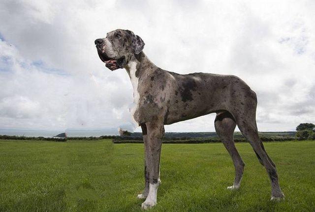 世界10大对主人最忠诚的狗：杜宾犬上榜，秋田犬居榜首