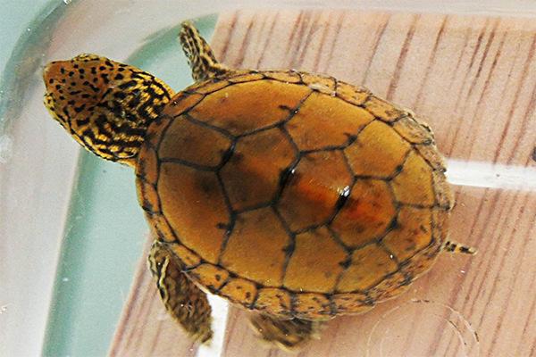 地球上10大最适合新手养的宠物龟，草龟一举夺冠