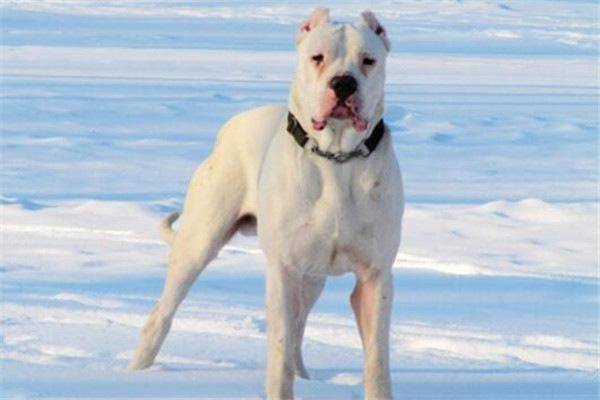 全球10大最凶的狗：高加索犬上榜，巴西獒犬居首位