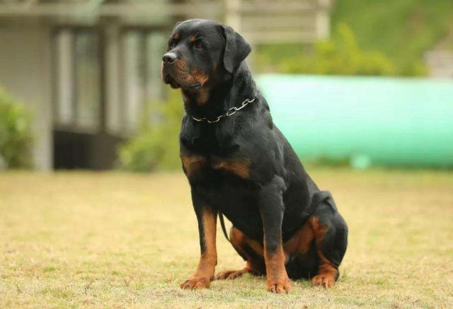 世界10大最聪明的名犬，边境牧羊犬赢得榜首