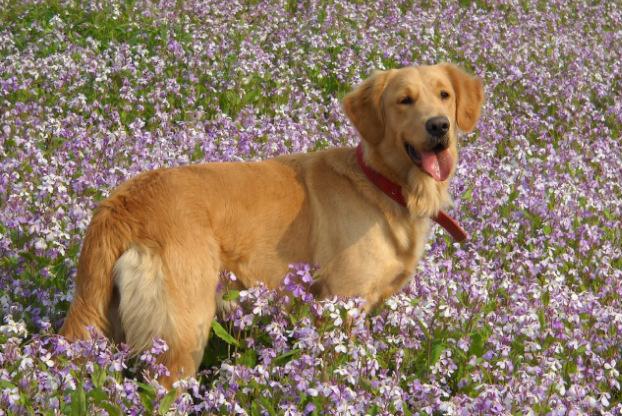 世界10大最聪明的名犬，边境牧羊犬赢得榜首